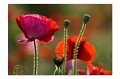 Mohn M 07